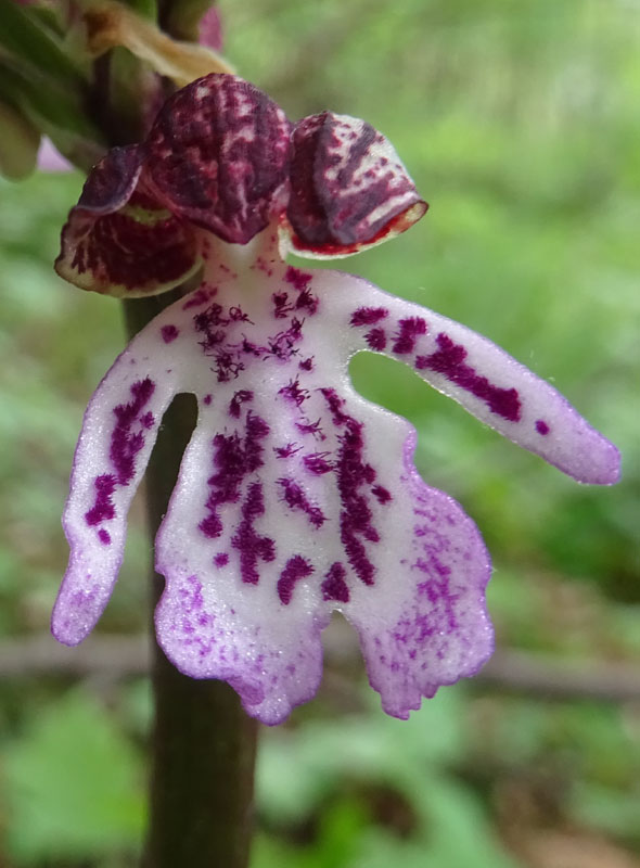 Orchis purpurea